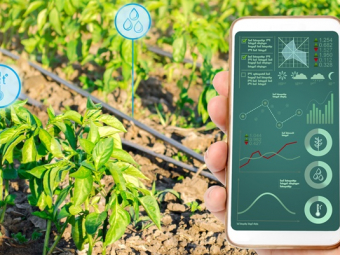 Farmer hold a smartphone on a background of a pepper plantation. Agricultural startup. Automation and crop quality improvement. High technology, innovation. Scientific research.