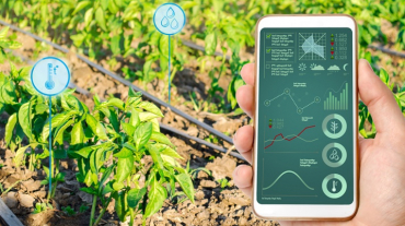 Farmer hold a smartphone on a background of a pepper plantation. Agricultural startup. Automation and crop quality improvement. High technology, innovation. Scientific research.